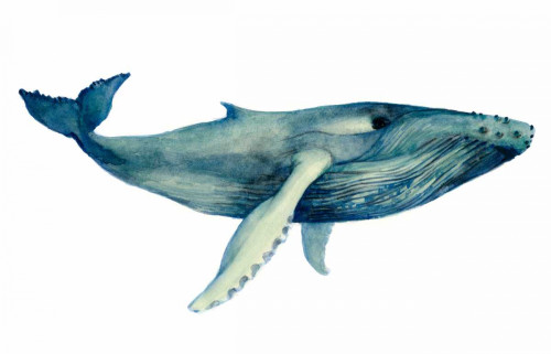 The Whales Song II Poster Print - Grace Popp
