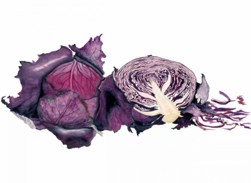 Watercolor Purple Cabbage Poster Print - Michael Willett