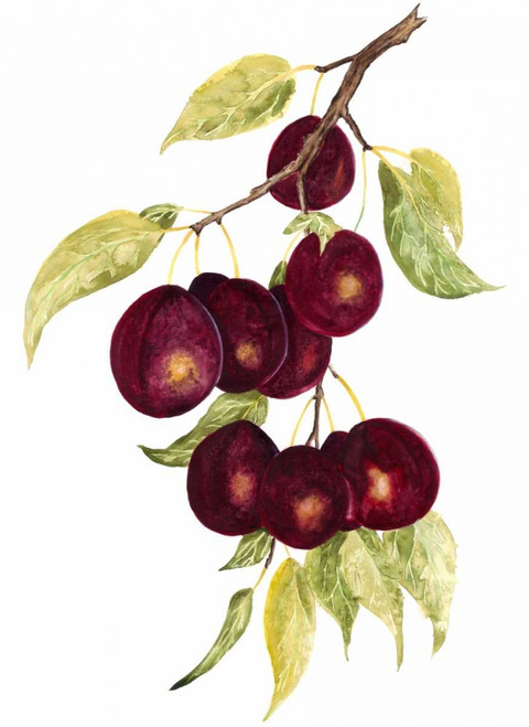 Watercolor Plums Poster Print - Michael Willett
