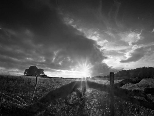 Fallen Tree Poster Print - Martin Henson