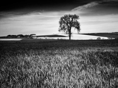 Field Texture Poster Print - Martin Henson