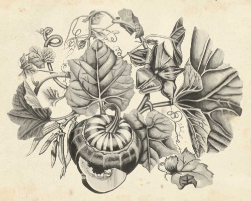 Sepia Squash II Poster Print - Naomi McCavitt