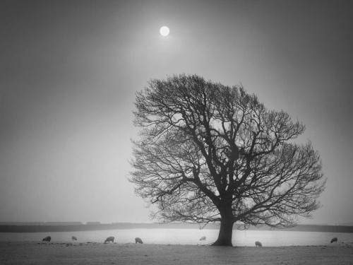 Evening Light II Poster Print - Martin Henson
