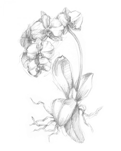 Botanical Sketch V Poster Print - Ethan Harper