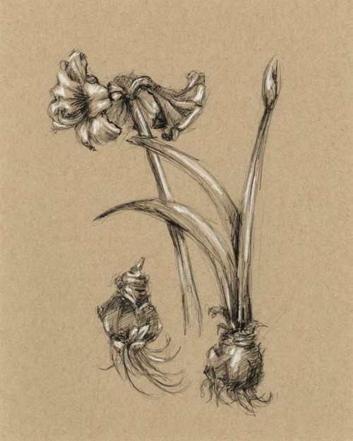 Botanical Sketch Black and White IV Poster Print - Ethan Harper