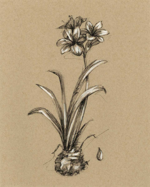 Botanical Sketch Black and White II Poster Print - Ethan Harper