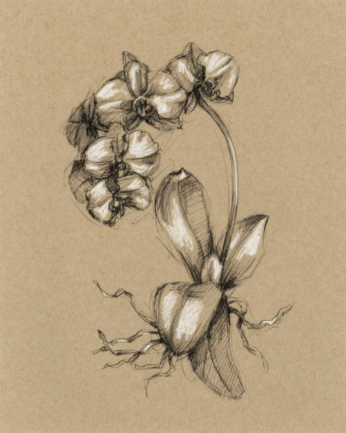 Botanical Sketch Black and White V Poster Print - Ethan Harper