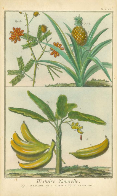 Histoire Naturelle Tropicals II Poster Print - Martinet