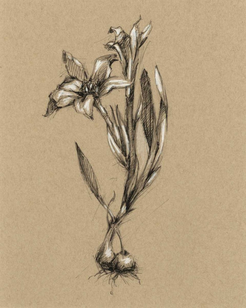 Botanical Sketch Black and White I Poster Print - Ethan Harper