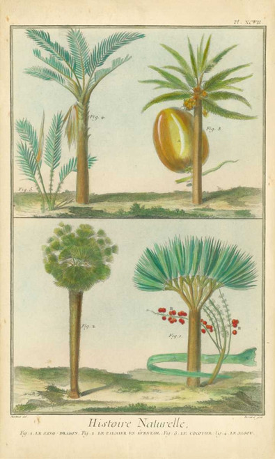 Histoire Naturelle Tropicals I Poster Print - Martinet