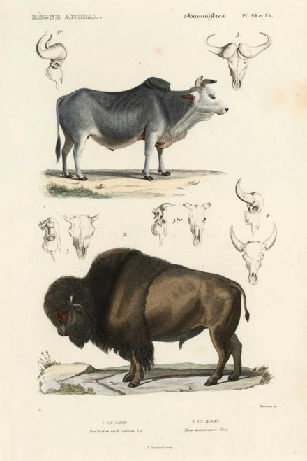 Antique Cow and Bison Study Poster Print - N. Remond
