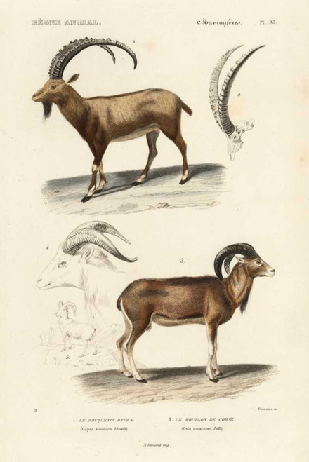 Antique Antelope and Ram Study Poster Print - N. Remond