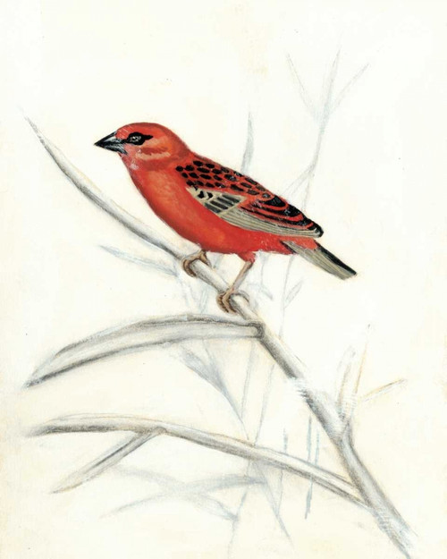 Rustic Aviary IV Poster Print - Naomi McCavitt