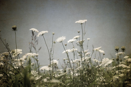 Queen Annes Lace Field I Poster Print - Swearingen Debra Van