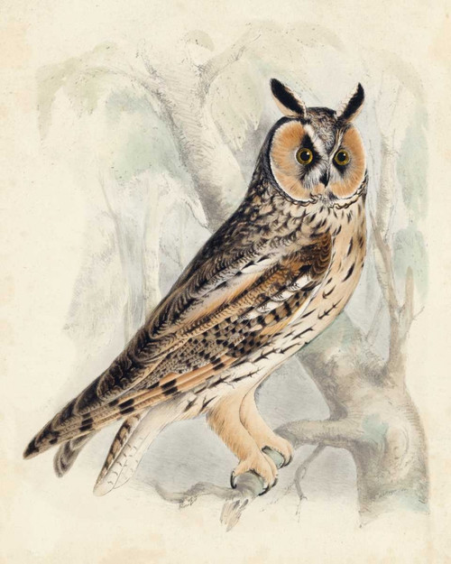 Meyer Long-Eared Owl Poster Print - H.L. Meyer