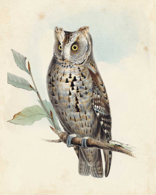 Meyer Scops-Eared Owl Poster Print - H.L. Meyer
