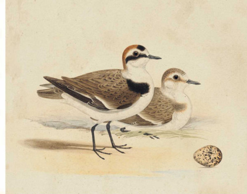 Meyer Shorebirds V Poster Print - H.L. Meyer