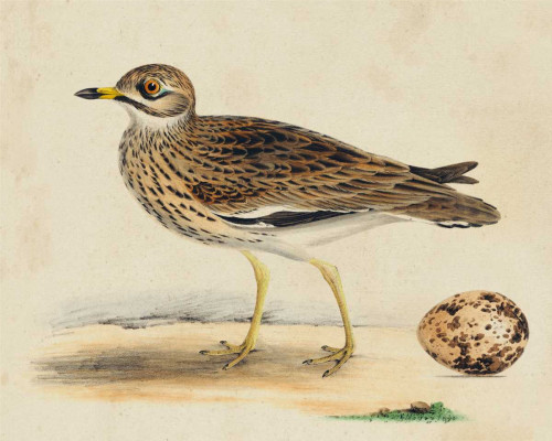 Meyer Shorebirds IV Poster Print - H.L. Meyer