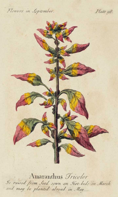 Gardeners Guide VI Poster Print - Unknown