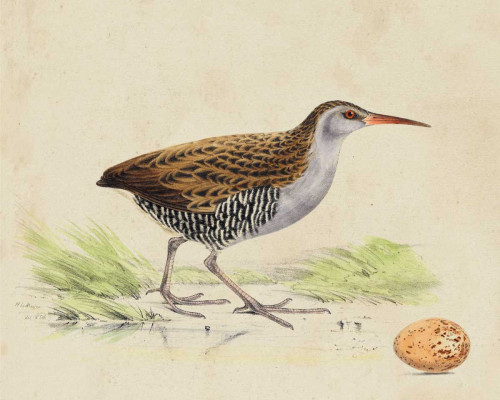 Meyer Shorebirds III Poster Print - H.L. Meyer