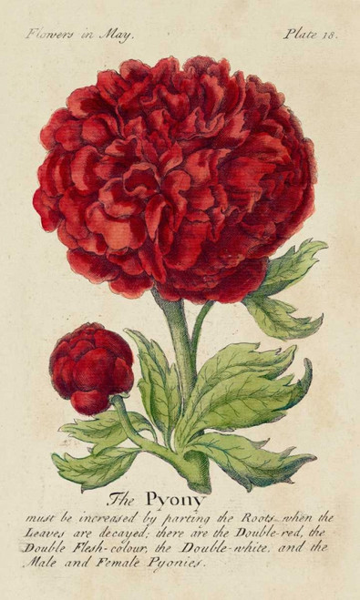 Gardeners Guide III Poster Print - Unknown