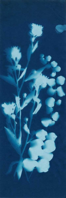 Cyanotype No.14 Poster Print - Jenna Guthrie