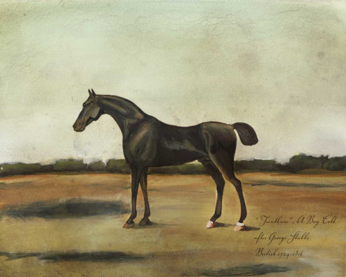 Trentham- A Bay Colt Poster Print - Naomi McCavitt