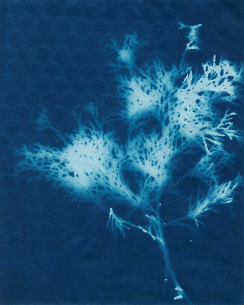 Cyanotype No.3 Poster Print - Renee W. Stramel