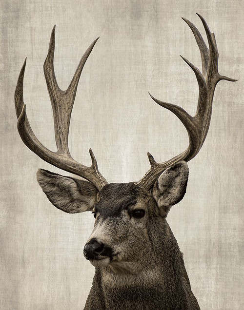 Colorado Buck Poster Print - Danita Delimont