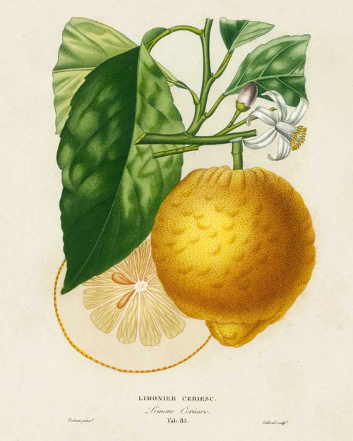 French Lemon Botanical I Poster Print - A. Risso