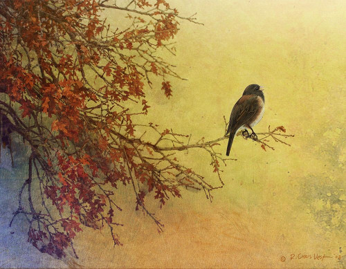Custom Snow Oak Junco  Poster Print - Chris Vest