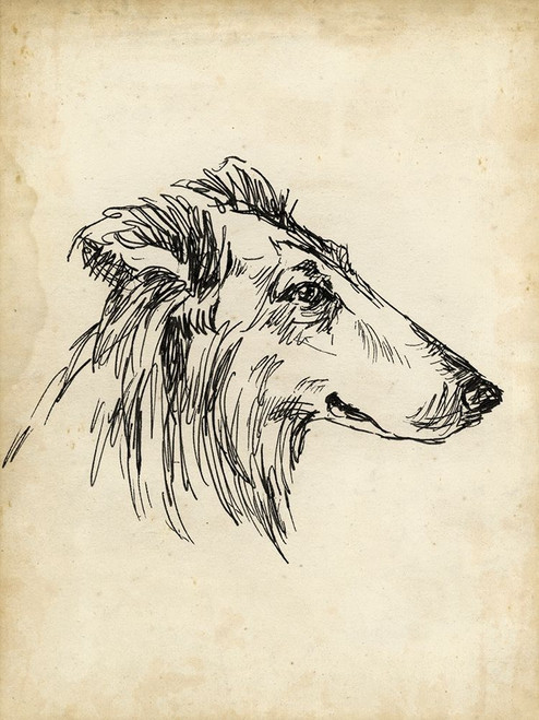 Breed Studies XII Poster Print - Ethan Harper