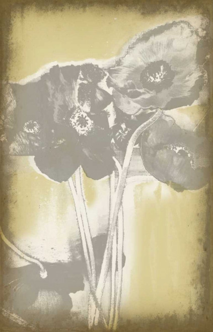 Poppies in Relief II Poster Print - Jennifer Goldberger