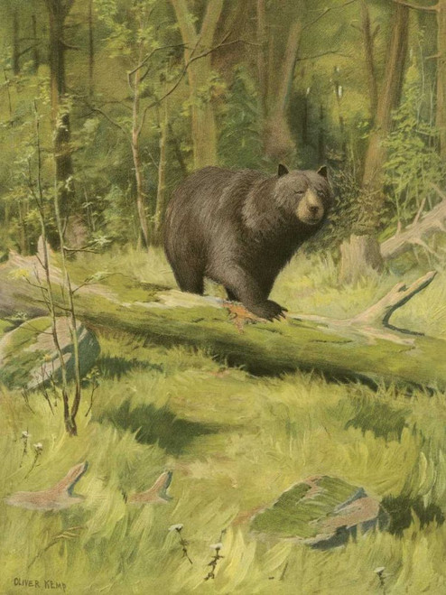 Black Bear Poster Print - Oliver Kemp