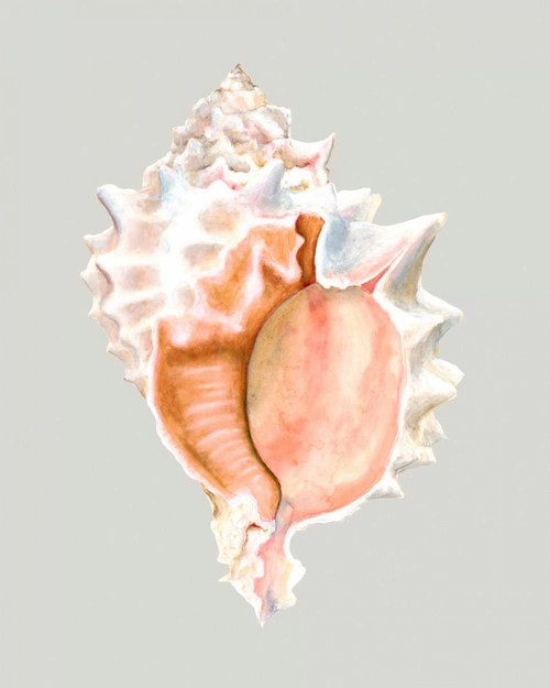 Pink Murex Poster Print - Michael Willett