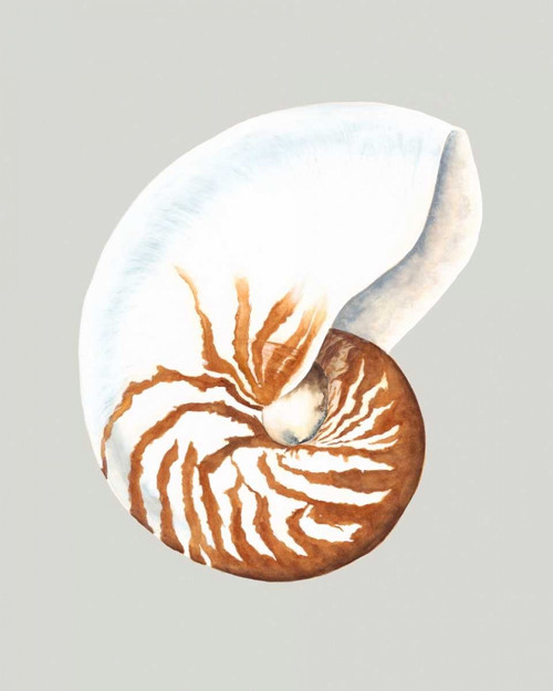 Nautilus Poster Print - Michael Willett