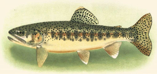 River Trout III Poster Print - unknown