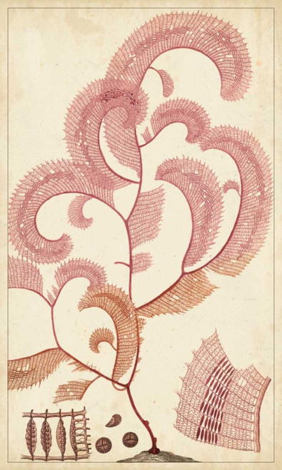 Turpin Seaweed III Poster Print - Turpin