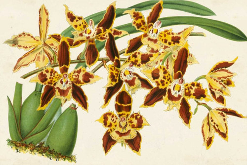 Graceful Orchids I Poster Print - Stroobant