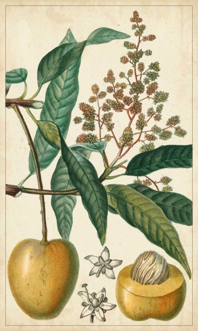 Exotic Fruits III Poster Print - Turpin