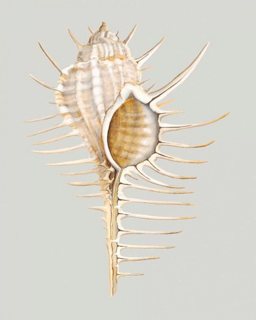 Spiney Murex Poster Print - Michael Willett