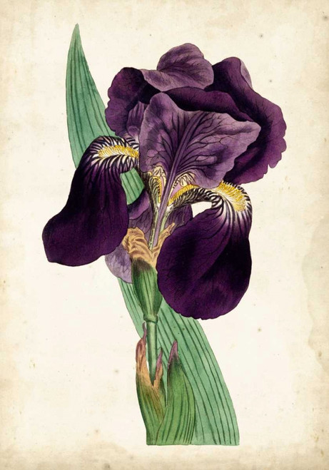 Curtis Iris I Poster Print - Curtis