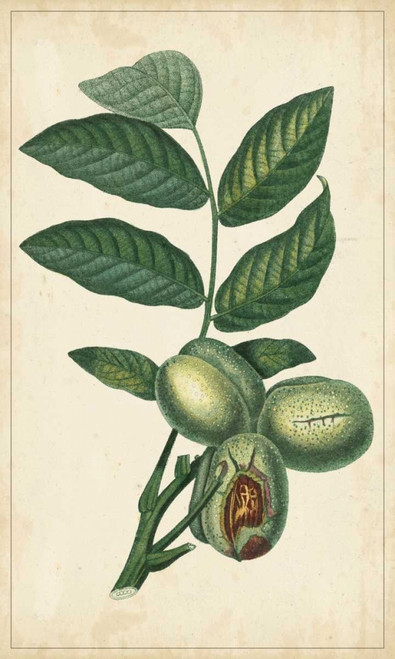 Exotic Fruits IV Poster Print - Turpin