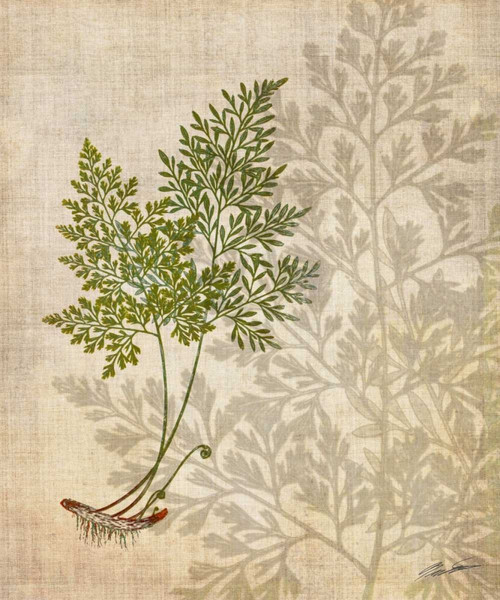 British Ferns IV Poster Print - John Butler