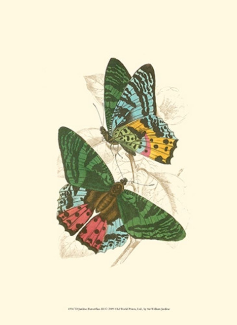 Jardine Butterflies III Poster Print - Sir William Jardine