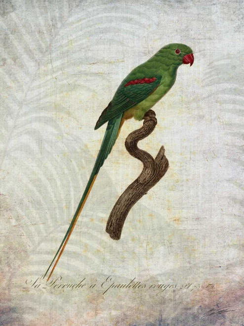 Parrot Jungle III Poster Print - John Butler