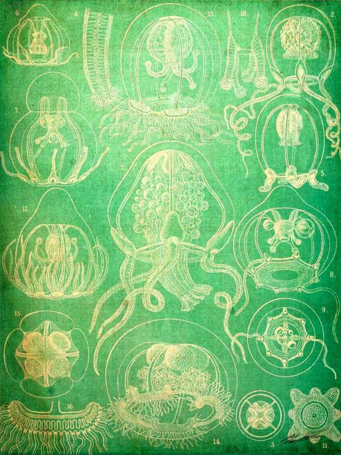 Sealife IV Poster Print - John Butler