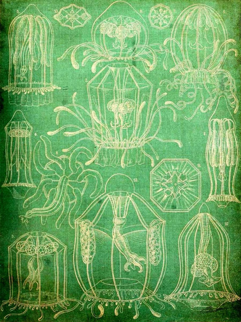 Sealife II Poster Print - John Butler