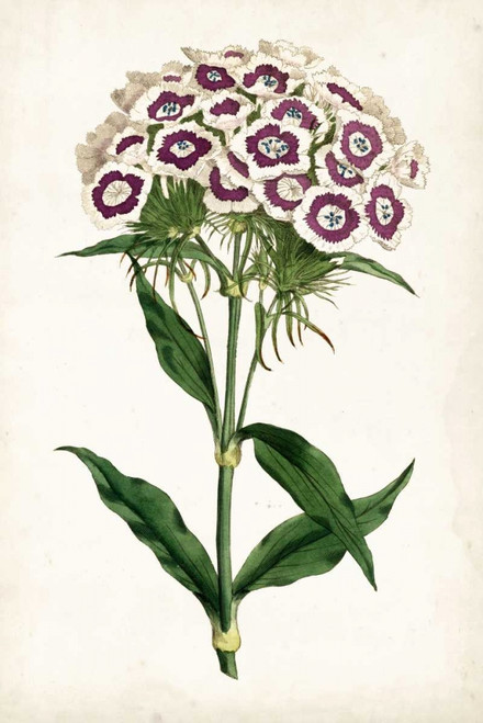 Lavender Florals II Poster Print - Curtis