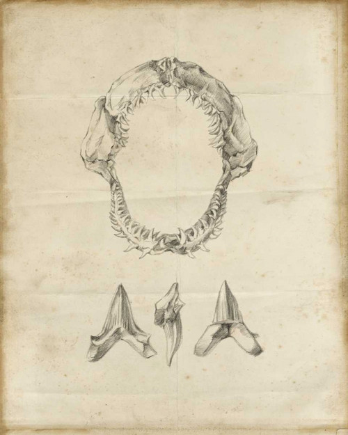 Shark Study I Poster Print - Ethan Harper